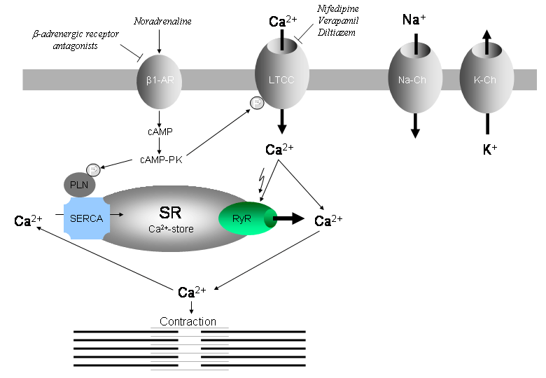 is cardizem cd a calcium channel blocker